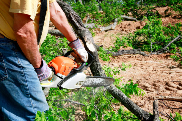 Best Tree Maintenance Programs  in Anthem, AZ